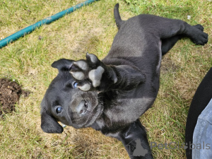 Photo №2 de l'annonce № 168902 de la vente labrador retriever - acheter à La finlande annonce privée