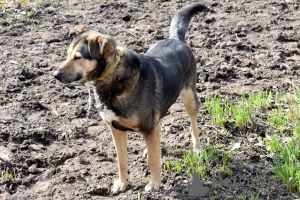 Photo №4. Je vais vendre chien bâtard en ville de Saint-Pétersbourg.  - prix - Gratuit