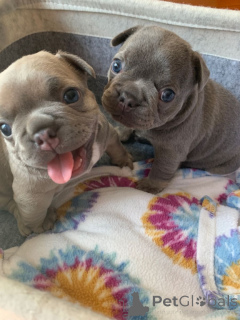 Photo №3. Hausgewohnte French Bulldog Welpen zur Adoption verfügbar. WhatsApp 351 966 674. Allemagne