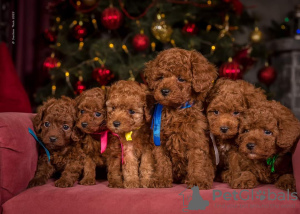 Photo №1. caniche (jouet) - à vendre en ville de Cracovie | 1514€ | Annonce №86295