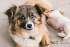 Photo №2 de l'annonce № 138882 de la vente  - acheter à La Grande-Bretagne éleveur