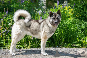 Photo №3. Le chien métis Akita veut vraiment rentrer à la maison !!. Fédération de Russie