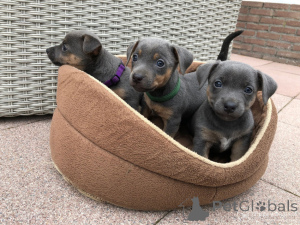 Photo №1. jack russell terrier - à vendre en ville de Danderyd | 850€ | Annonce №168383