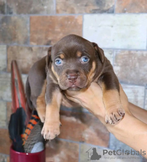 Photo №1. american pit bull terrier - à vendre en ville de Ohio | 379€ | Annonce №126645