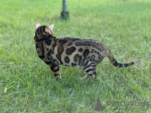 Photos supplémentaires: Magnifique chat Bengal - GrandInterChampion de la race