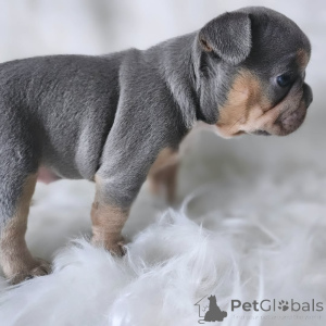 Photo №1. bouledogue - à vendre en ville de Paris | 2500€ | Annonce №163033