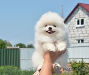 Photo №3. Chiots Spitz de Poméranie,. Allemagne