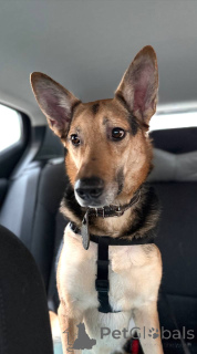 Photo №3. Le chien Semyon cherche un nouveau foyer !. Fédération de Russie