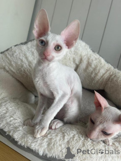 Photo №1. cornish rex - à vendre en ville de Détamas | 350€ | Annonce № 173521