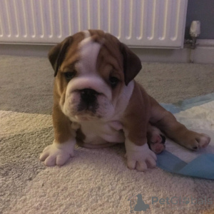 Photo №4. Je vais vendre bulldog anglais en ville de Mannheim. annonce privée, éleveur - prix - 380€