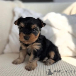 Photo №3. Rencontrez cet adorable petit garçon Yorkie, plein de personnalité et d'amour. Allemagne
