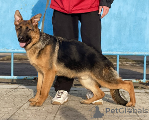 Photos supplémentaires: Chiots Berger Allemand FCI