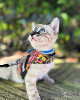 Photo №2 de l'annonce № 152544 de la vente bengal - acheter à Allemagne annonce privée