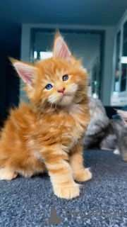 Photo №1. maine coon - à vendre en ville de Bochum | négocié | Annonce № 145303