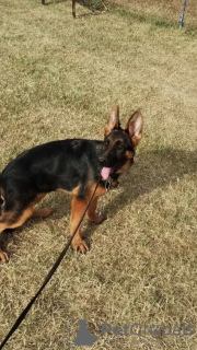 Photos supplémentaires: Chiots berger allemand