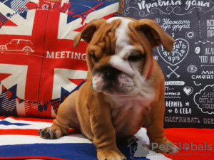 Photo №2 de l'annonce № 7567 de la vente bulldog anglais - acheter à Fédération de Russie éleveur