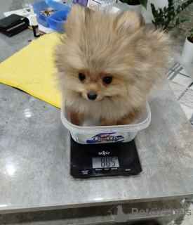 Photo №4. Je vais vendre spitz nain en ville de Zémun. éleveur - prix - 500€