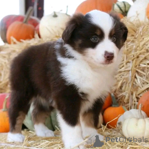 Photo №2 de l'annonce № 137171 de la vente berger américain miniature (aussie) - acheter à Allemagne annonce privée, éleveur