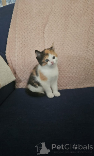 Photo №2 de l'annonce № 139610 de la vente somali - acheter à Suisse annonce privée