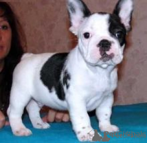 Photo №1. bouledogue - à vendre en ville de Craiova | négocié | Annonce №175603