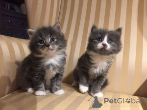 Photo №1. maine coon - à vendre en ville de Andermatt | Gratuit | Annonce № 107036