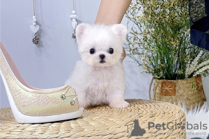 Photo №1. bichon maltais - à vendre en ville de Москва | Gratuit | Annonce №123351