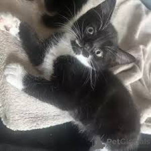 Photo №2 de l'annonce № 163814 de la vente american shorthair - acheter à L'Autriche annonce privée, éleveur