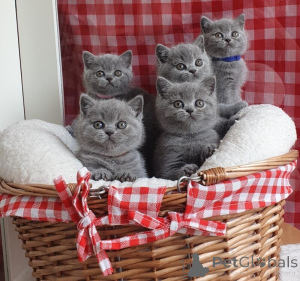 Photo №4. Je vais vendre british shorthair en ville de Harleva. annonce privée - prix - négocié