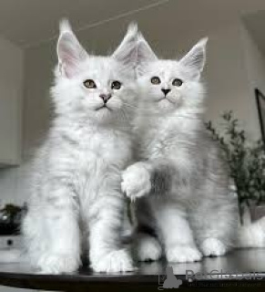 Photo №1. maine coon - à vendre en ville de Cracovie | 500€ | Annonce № 173284