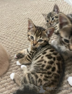 Photo №1. munchkin - à vendre en ville de Munich | négocié | Annonce № 161183