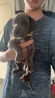 Photo №2 de l'annonce № 175104 de la vente dogue allemand - acheter à Allemagne annonce privée