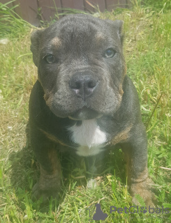 Photo №4. Je vais vendre american bully en ville de Ivanovo. de la fourrière - prix - 929€