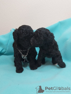 Photo №1. caniche (jouet) - à vendre en ville de Minsk | 304€ | Annonce №75250