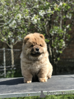 Photo №2 de l'annonce № 138982 de la vente chow-chow - acheter à Serbie éleveur
