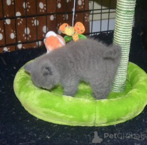 Photo №2 de l'annonce № 174809 de la vente british shorthair - acheter à Allemagne annonce privée