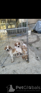 Photo №1. chien à loutre - à vendre en ville de Belgrade | 200€ | Annonce №119129