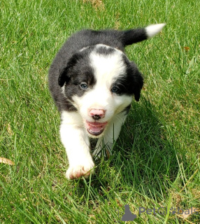 Photo №1. border collie - à vendre en ville de Berchtesgaden | 450€ | Annonce №149749