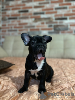 Photo №4. Je vais vendre bouledogue en ville de Cologne. annonce privée - prix - 404€