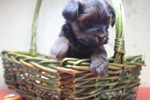 Photos supplémentaires: Adorables chiots yorkais à vendre (mini)