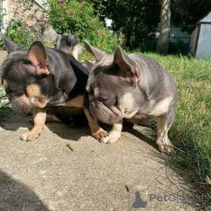 Photo №2 de l'annonce № 171952 de la vente terrier de boston - acheter à Pays Bas annonce privée