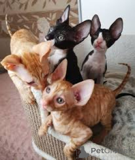 Photo №1. cornish rex - à vendre en ville de Helsinki | 500€ | Annonce № 178362