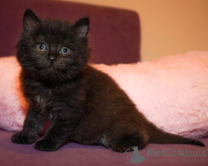 Photos supplémentaires: Le chaton est entre de bonnes mains.