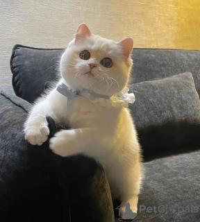 Photo №3. Bella prête à être relogée. Canada