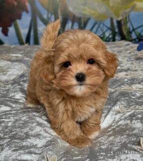 Photo №2 de l'annonce № 163401 de la vente caniche (nain) - acheter à Pologne éleveur