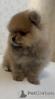 Photo №4. Je vais vendre spitz nain en ville de Tomsk. éleveur - prix - 377€
