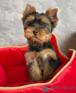 Photo №2 de l'annonce № 138219 de la vente yorkshire terrier - acheter à USA éleveur