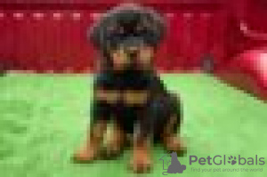 Photo №1. rottweiler - à vendre en ville de Giessen | Gratuit | Annonce №128426