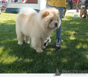 Photos supplémentaires: Chiens Chow Chow à vendre