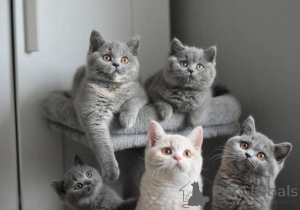 Photo №1. british shorthair - à vendre en ville de Chotomów | 400€ | Annonce № 176661