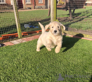 Photo №3. Magnifique golden retriever en adoption gratuite. Allemagne